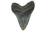 Serrated, Fossil Megalodon Tooth - North Carolina #378094-1